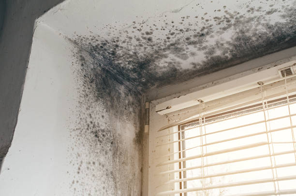 Trusted Basement Mold Remediation service in Decatur, TX - Cheap Mold Removal